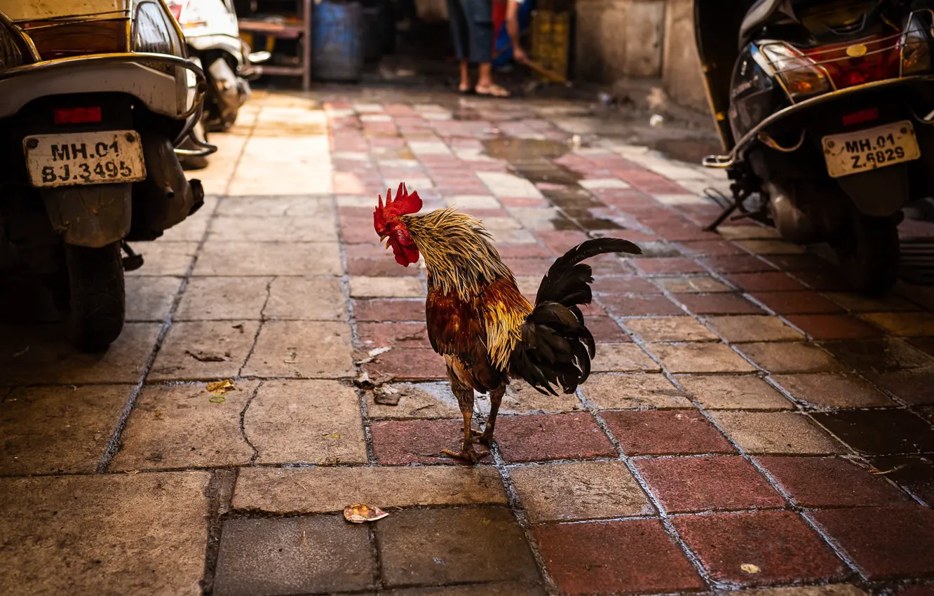 Photo wallpaper the city, street, cock