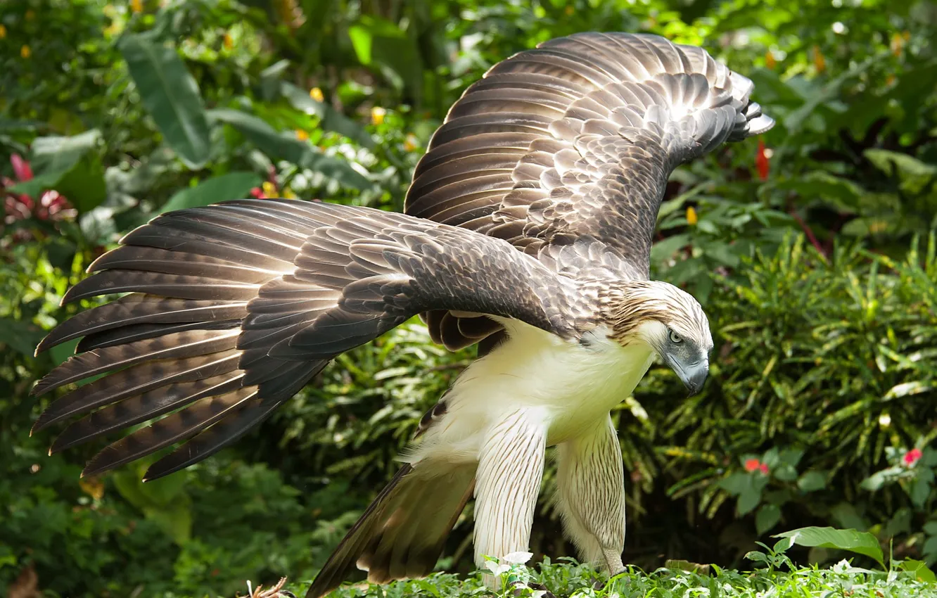 Photo wallpaper bird, forests, Philippine Eagle, monkey-eating eagle