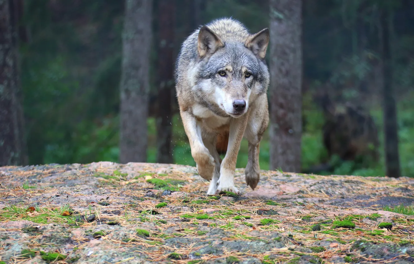 Photo wallpaper forest, predator, wolf