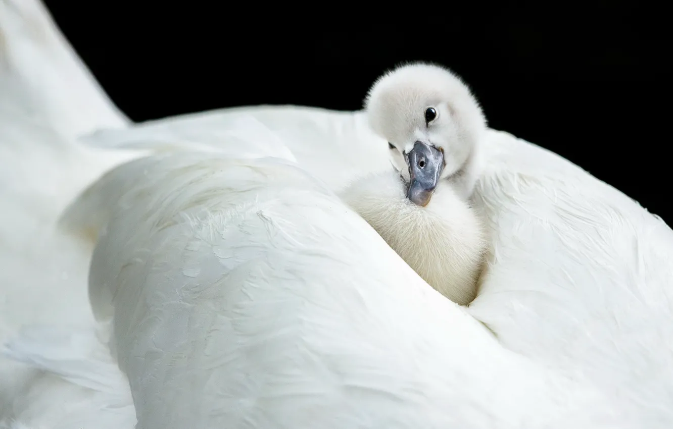 Photo wallpaper nature, bird, swans