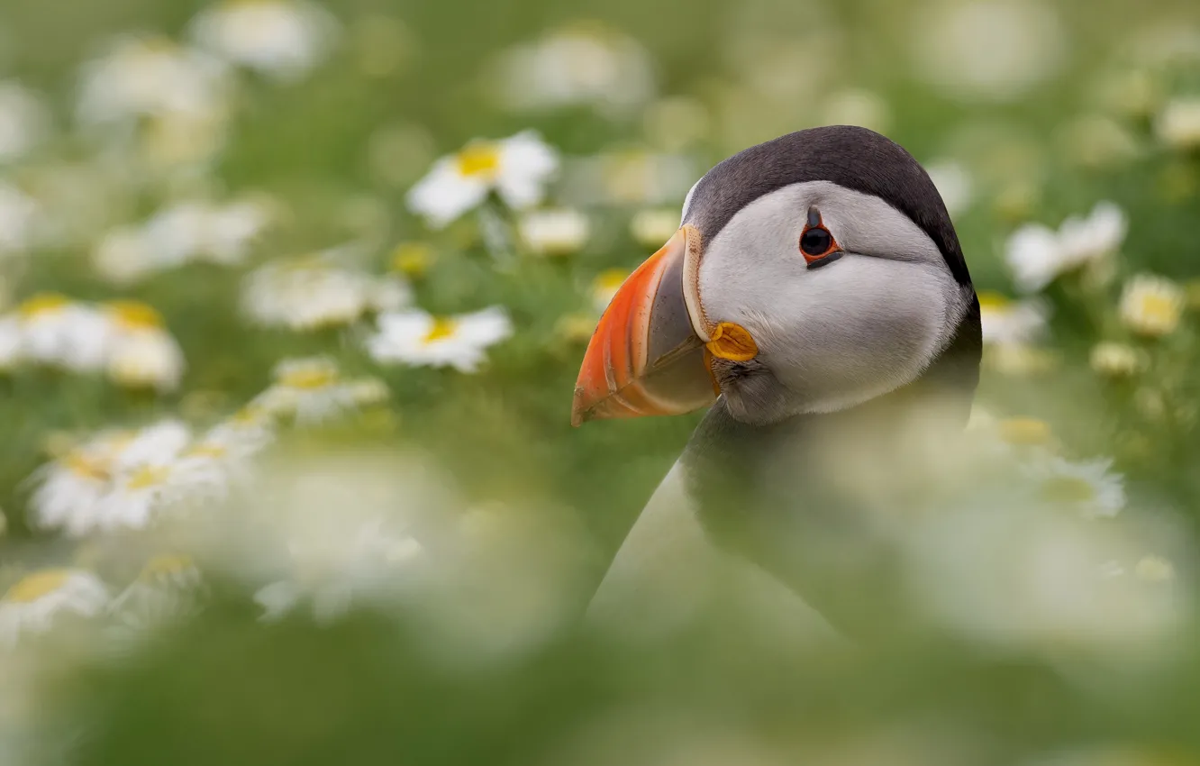 Photo wallpaper flowers, bird, stalled
