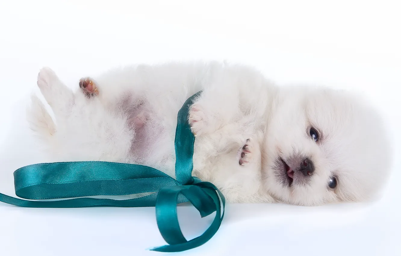 Photo wallpaper baby, puppy, bow, Spitz
