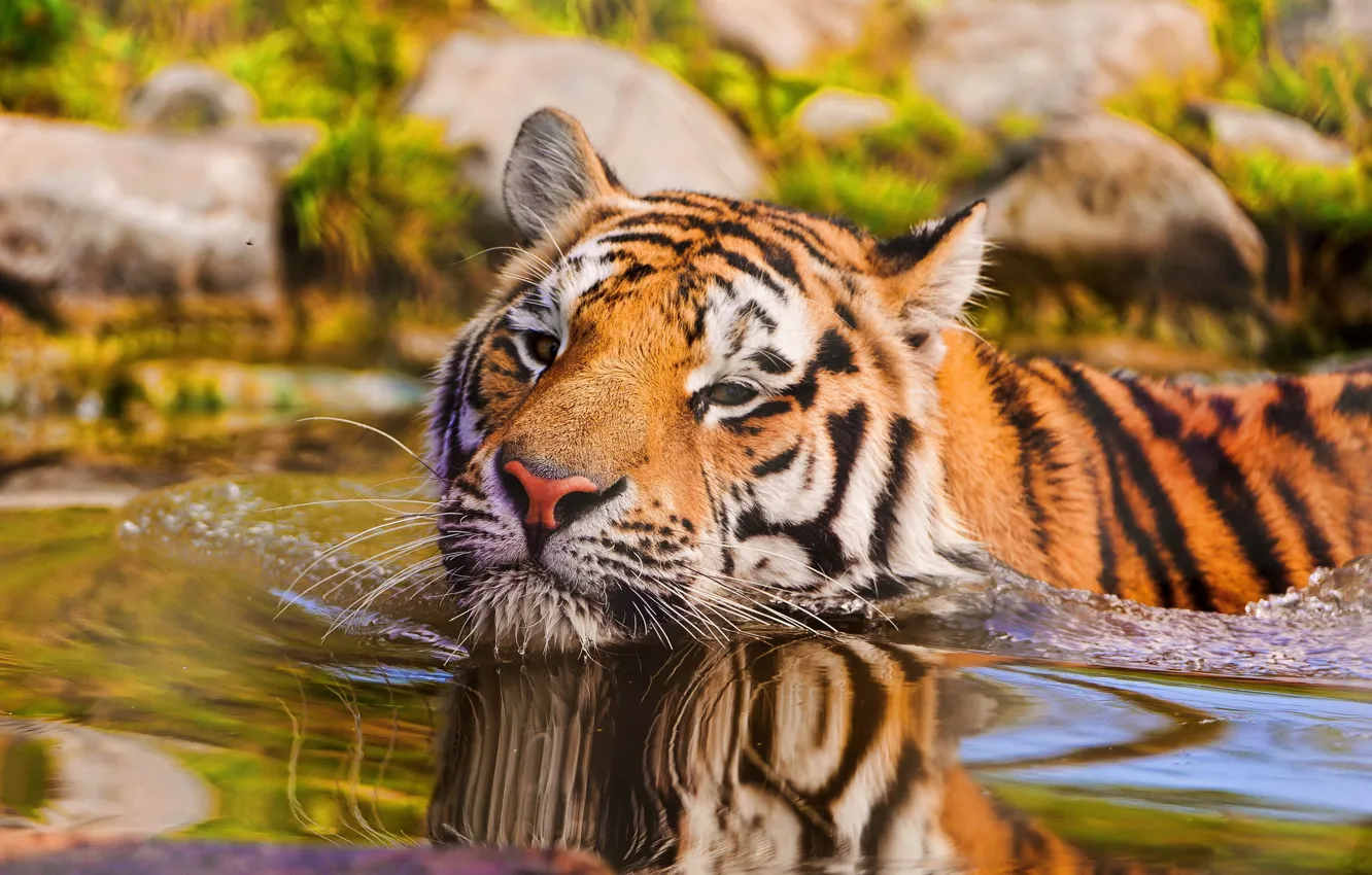 Photo wallpaper look, water, macro, tiger, animal, predator, swimming