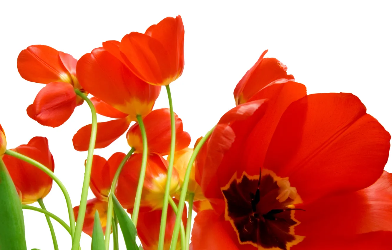 Photo wallpaper macro, tulips, red