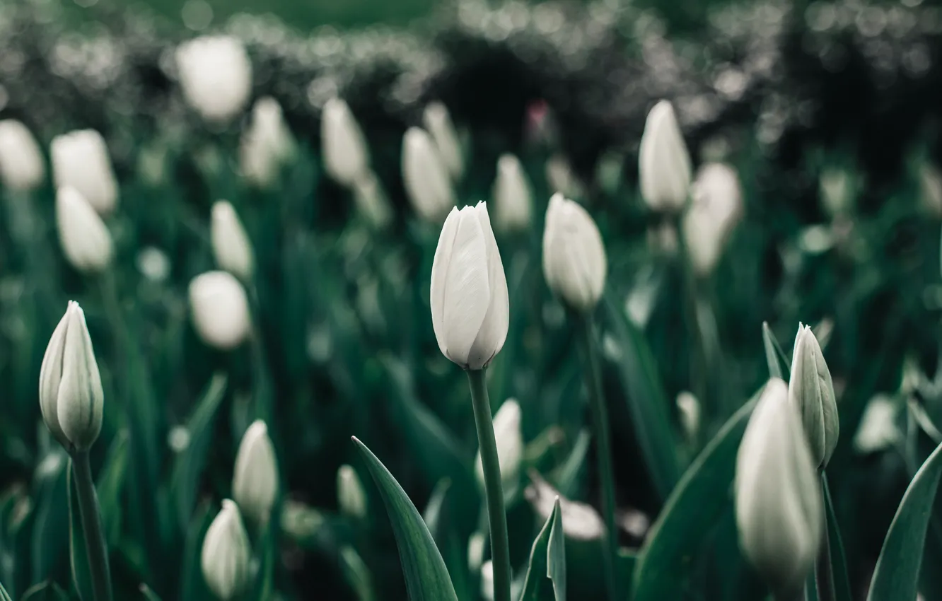 Photo wallpaper spring, tulips, white