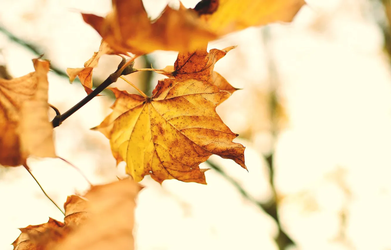 Photo wallpaper autumn, leaves, nature