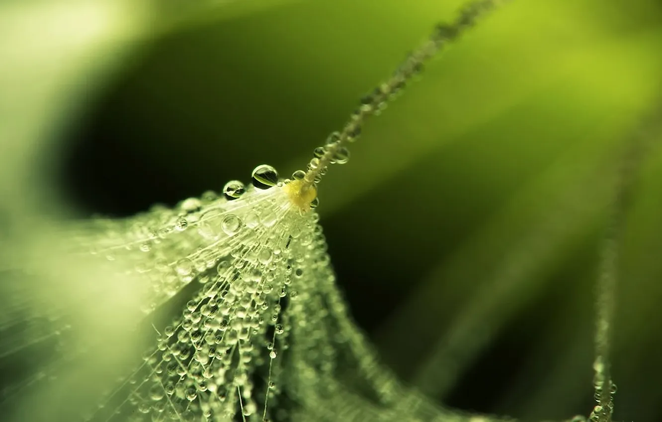 Photo wallpaper water, drops, Rosa, dandelion, fluff