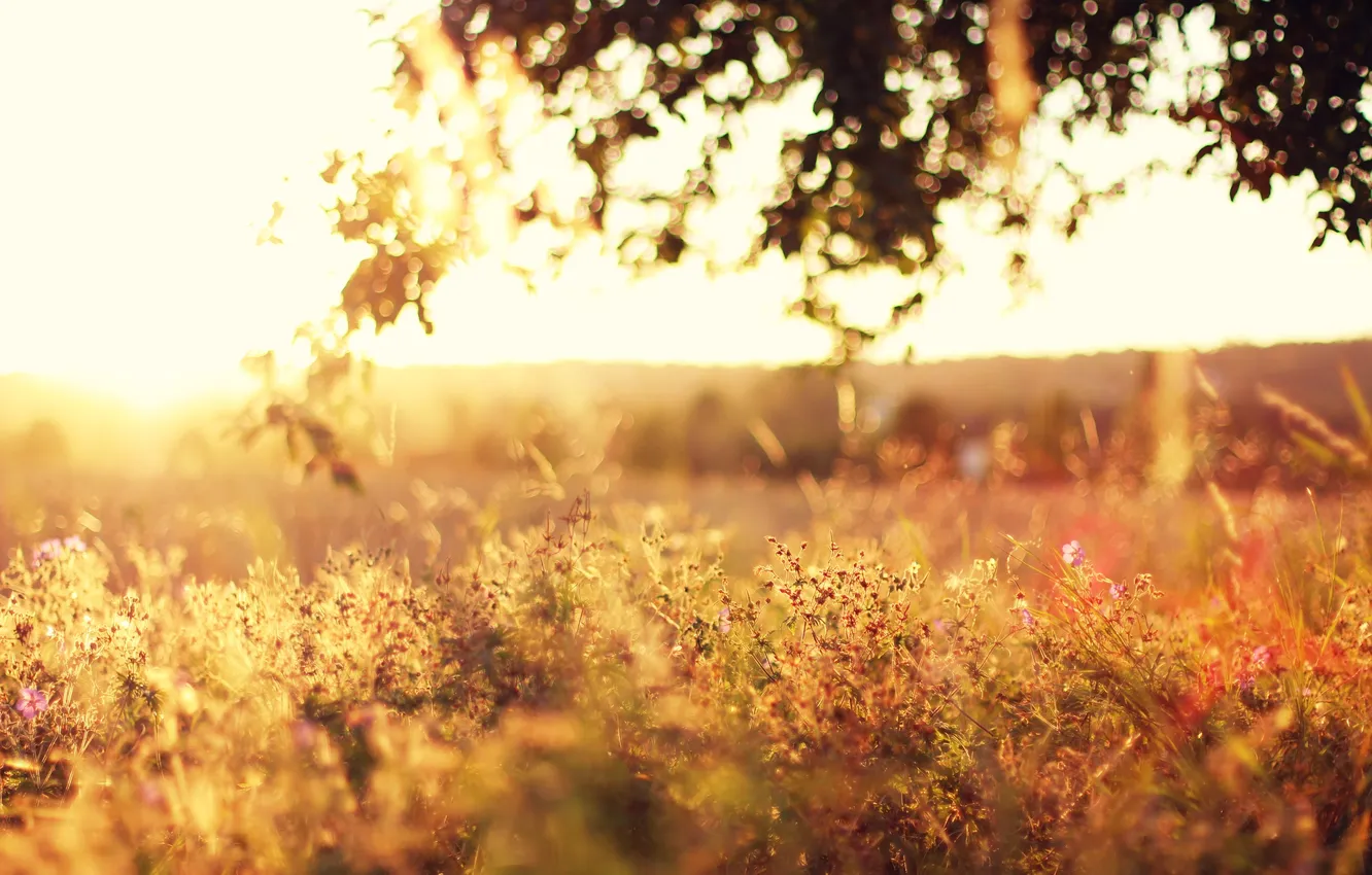 Photo wallpaper field, grass, leaves, the sun, light, trees, sunset, flowers