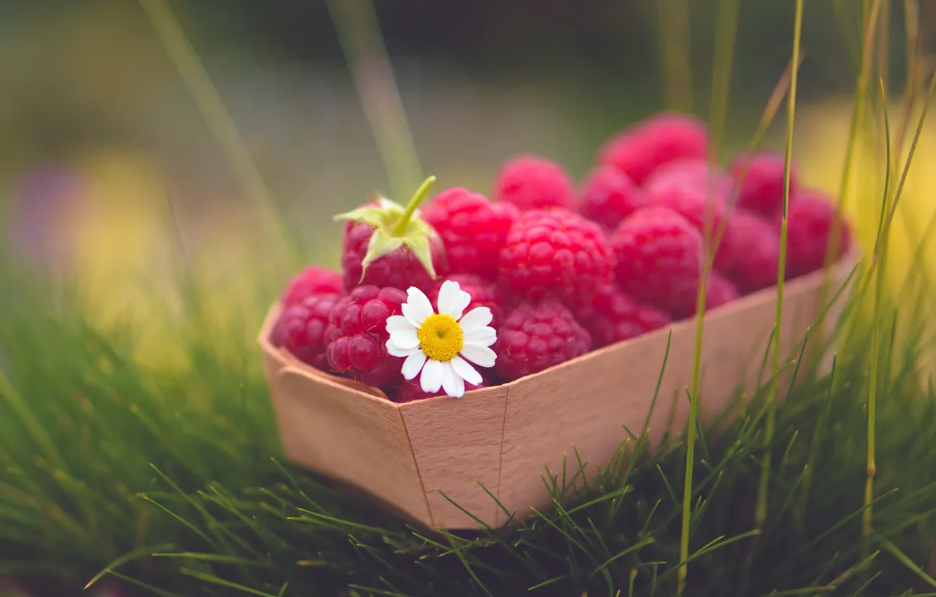Photo wallpaper greens, grass, flowers, berries, raspberry, background, widescreen, Wallpaper