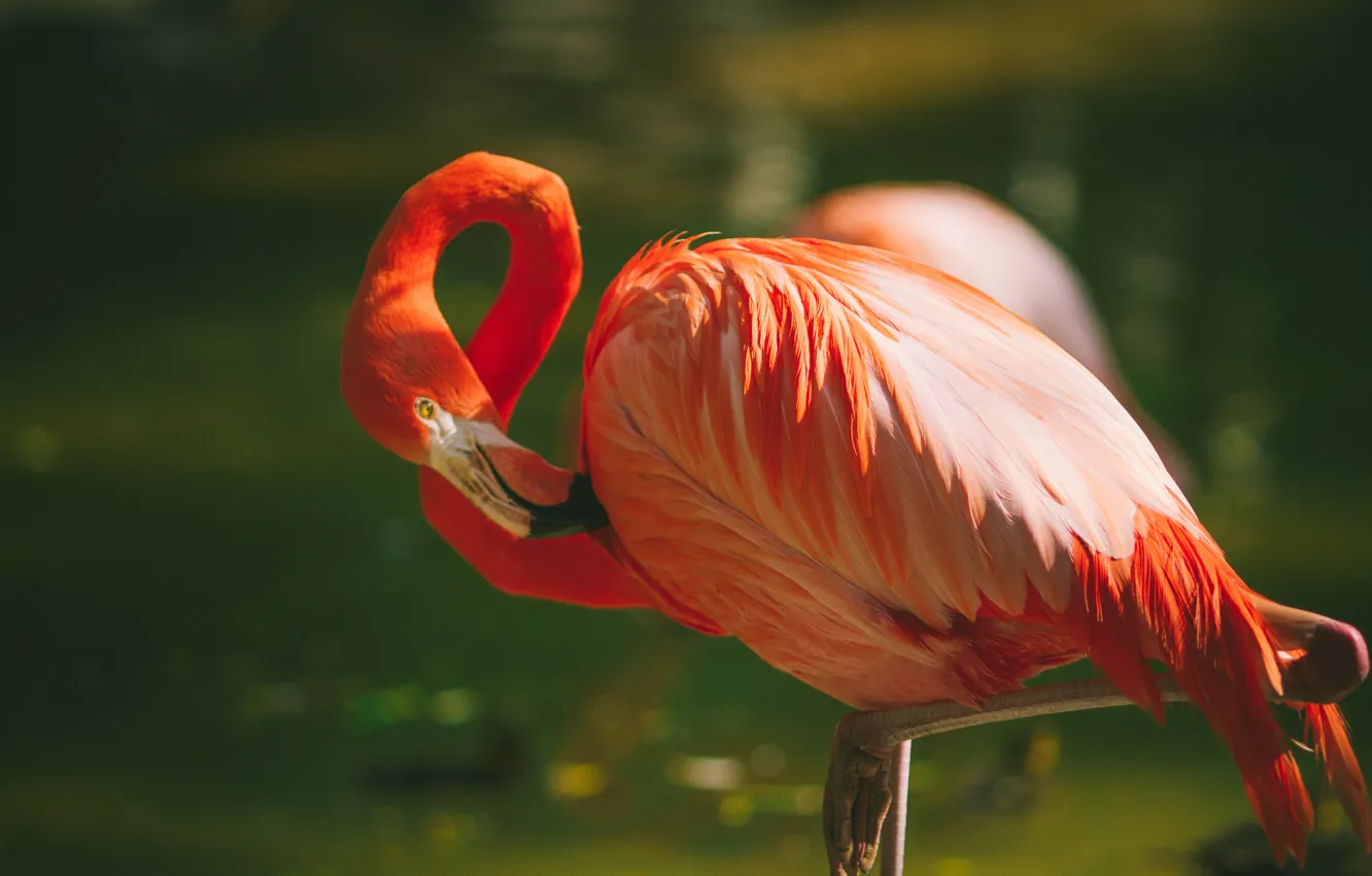 Photo wallpaper bird, feathers, Flamingo