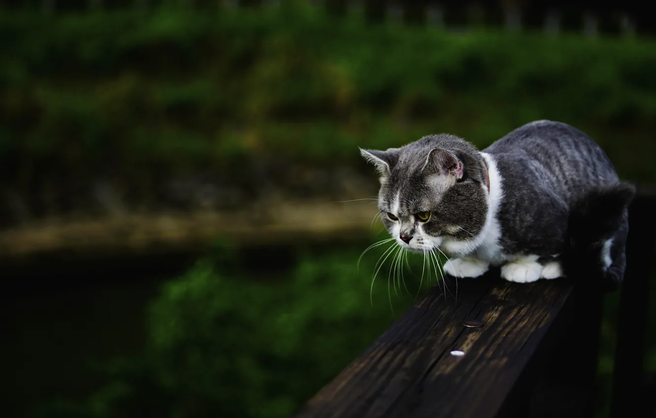 Photo wallpaper cat, summer, cat, bench, nature, the dark background, kitty, grey