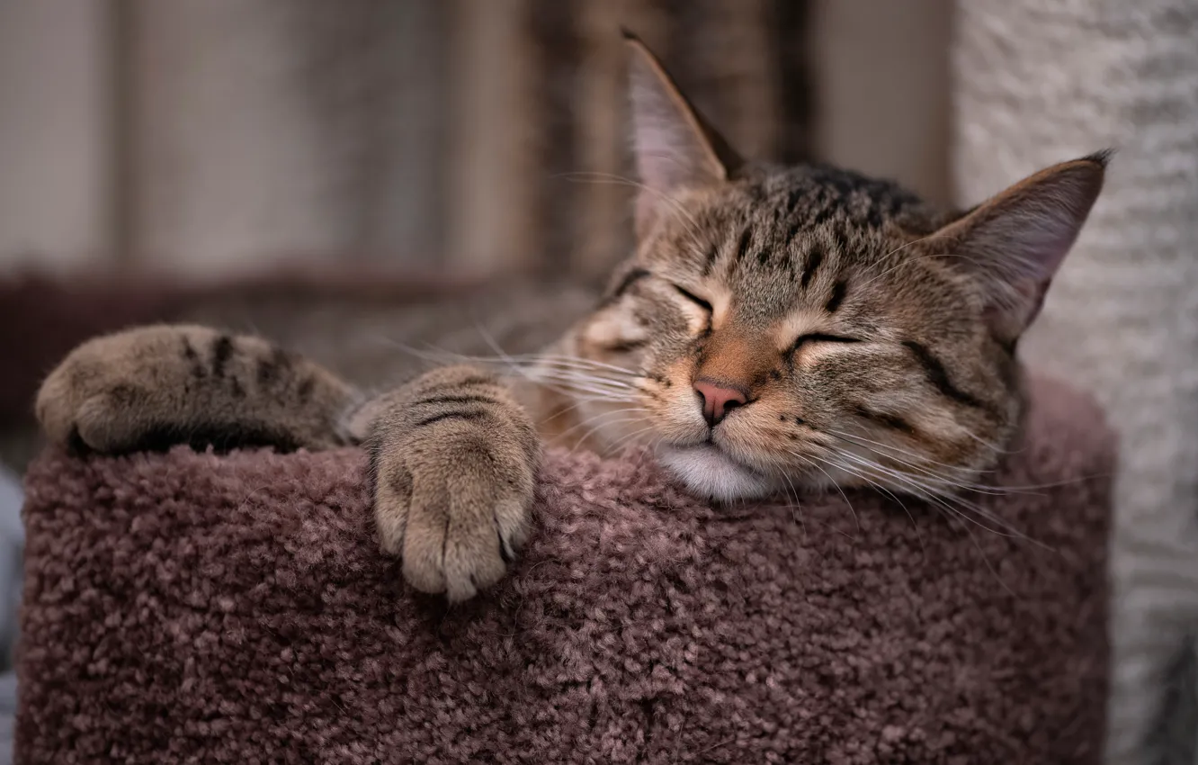 Photo wallpaper cat, cat, face, comfort, grey, sleep, chair, sleeping