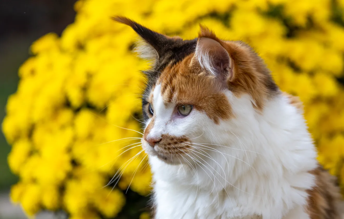 Photo wallpaper cat, cat, look, nature, pose, face