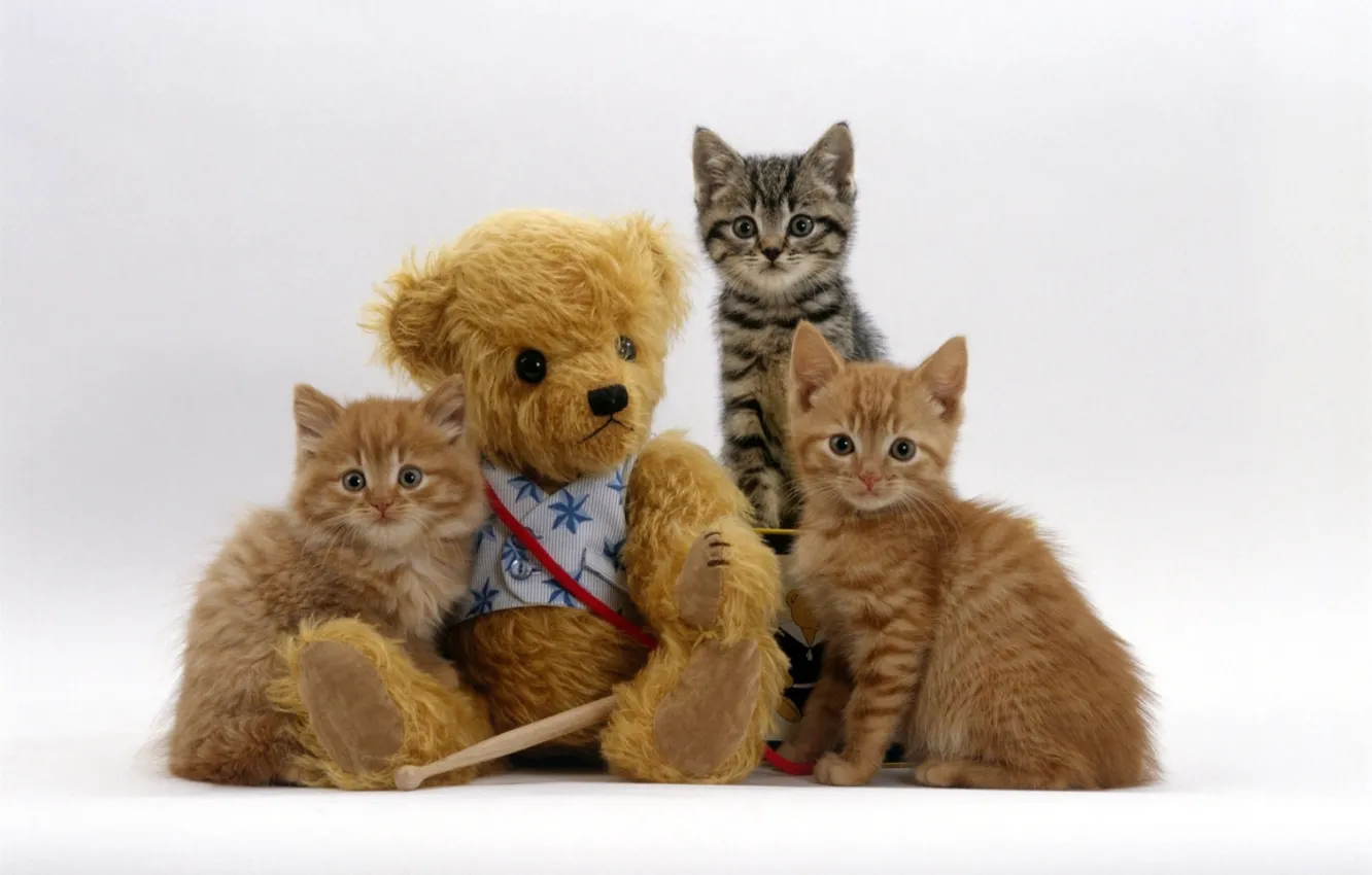 Photo wallpaper toy, bear, kittens, trio