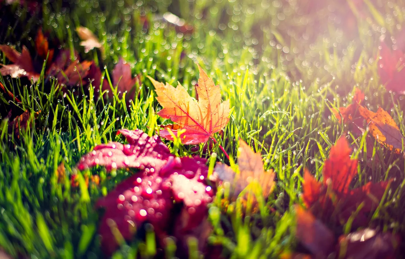 Photo wallpaper autumn, grass, leaves, drops, macro, light, nature, Rosa