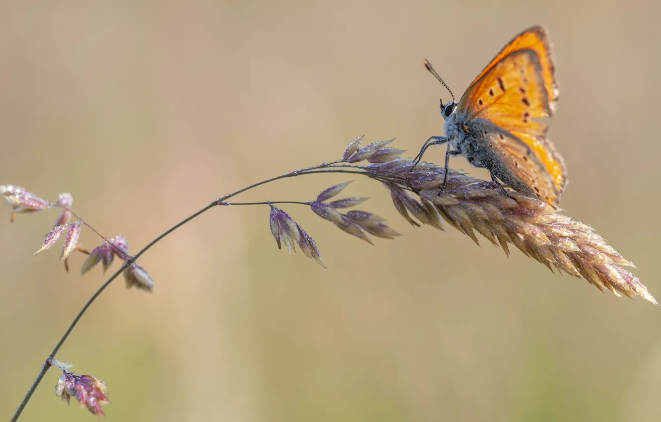 Photo wallpaper drops, macro, orange, background, butterfly, spikelets, stems