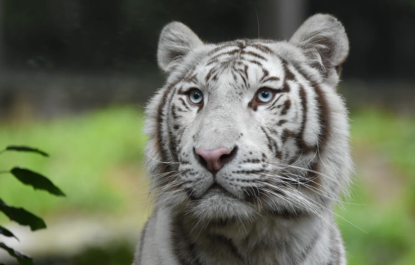 Photo wallpaper white, look, face, leaves, tiger, portrait, handsome, bokeh