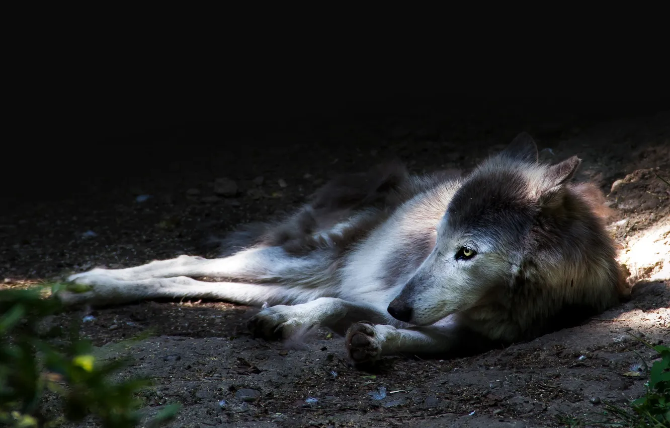 Photo wallpaper Predator, nature, snow, face, animal, wolf, canis lupus, wildlife