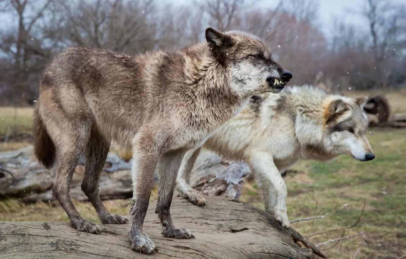Photo wallpaper Predator, nature, snow, face, animal, wolf, canis lupus, wildlife