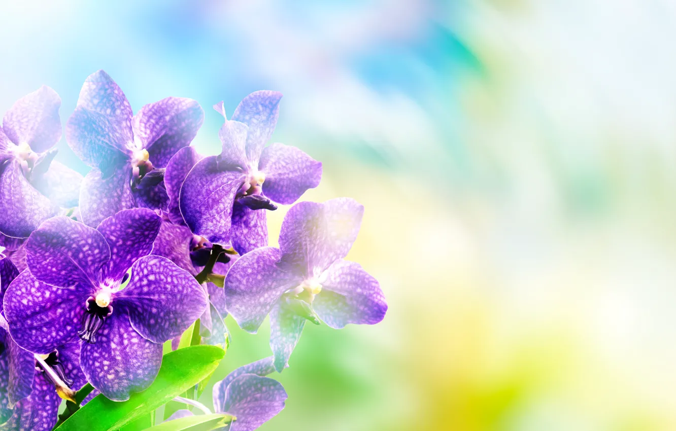 Photo wallpaper background, purple, orchids, bokeh, closeup
