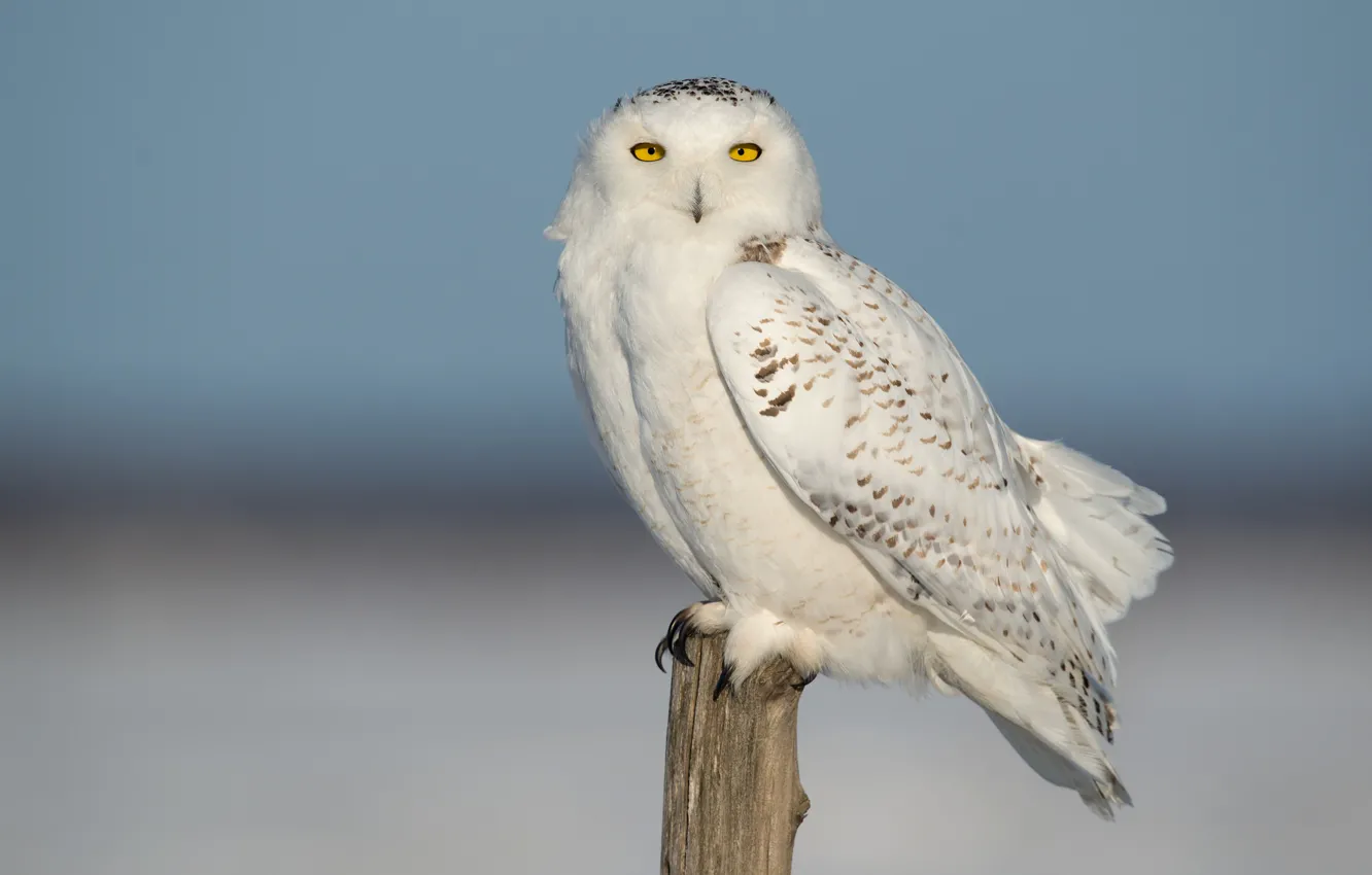 Photo wallpaper the sky, nature, bird, feathers, snowy owl