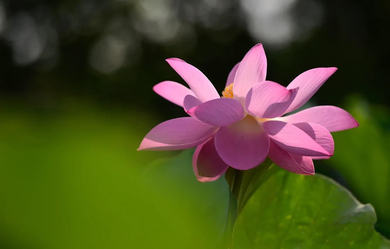 Photo wallpaper flower, light, flowers, sheet, green, background, mood, pink