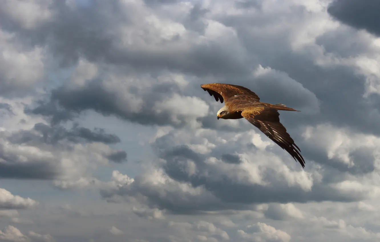 Photo wallpaper the sky, look, clouds, flight, bird, height, hawk, predatory