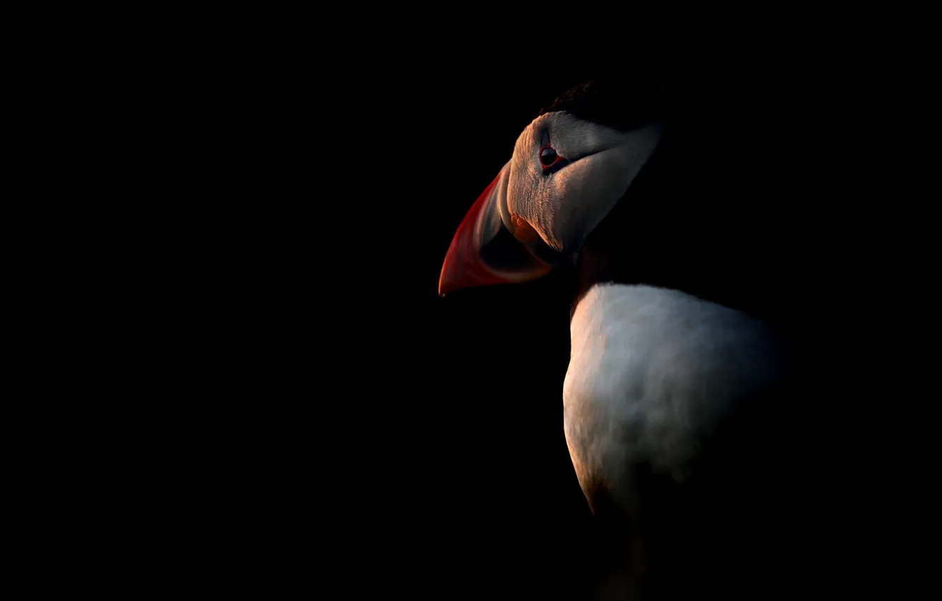 Photo wallpaper light, bird, shadow, Puffin