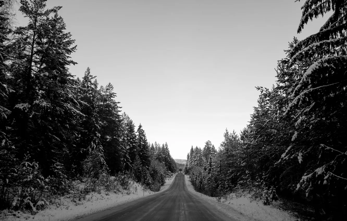 Photo wallpaper road, trees, winter
