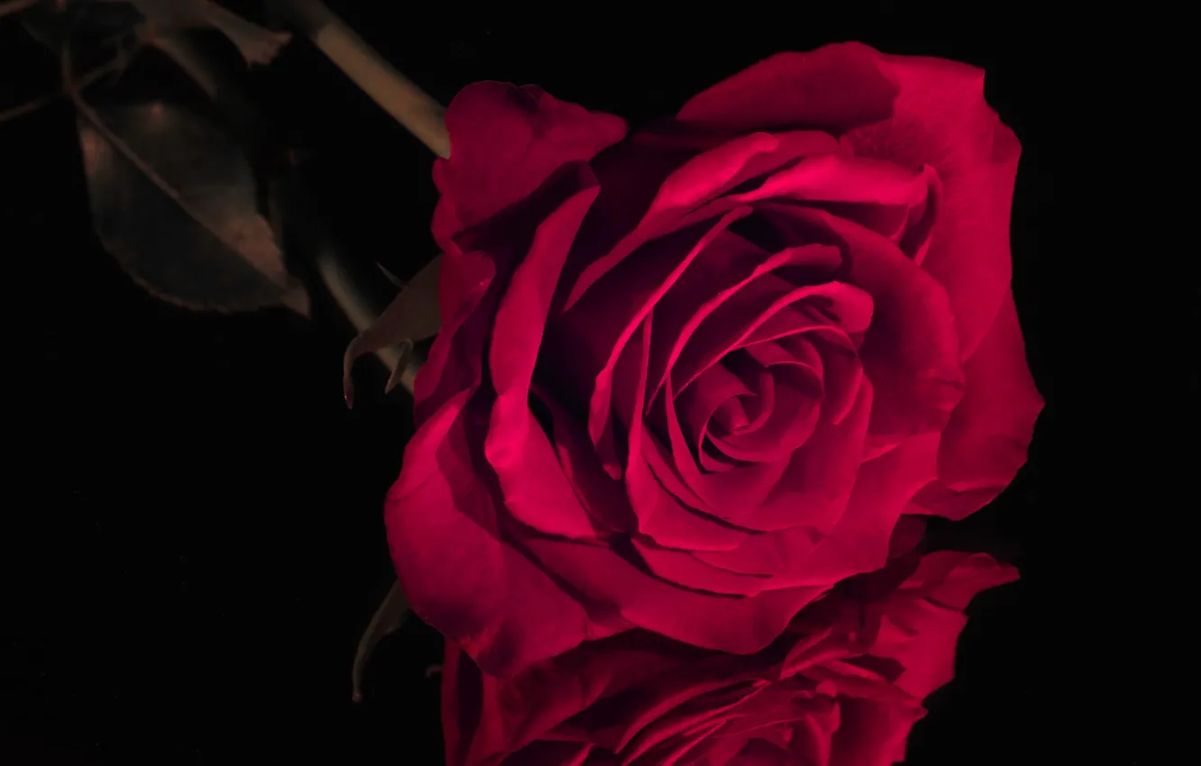 Photo wallpaper rose, Bud, red