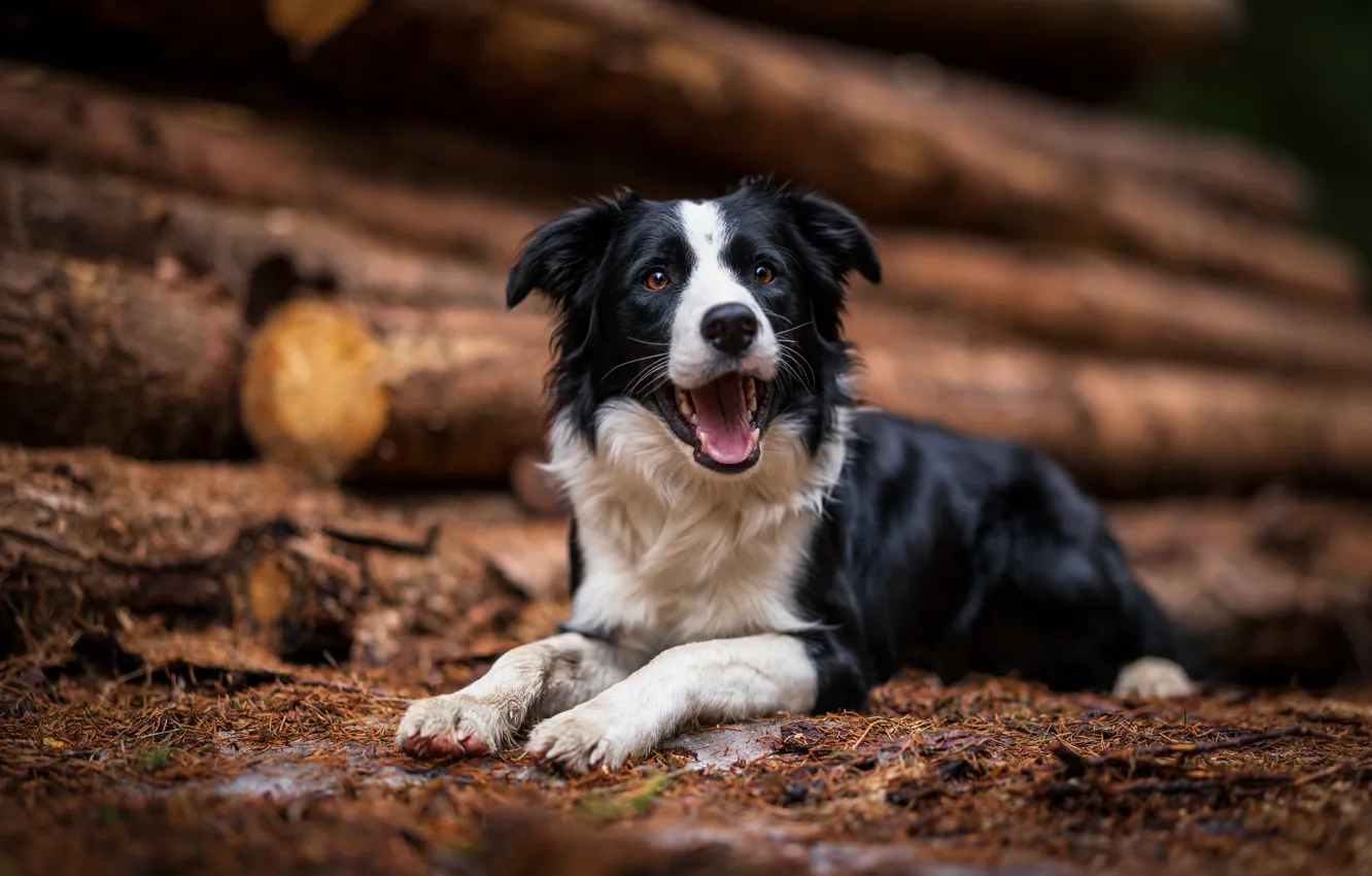 Photo wallpaper language, look, face, dog, mouth, lies, logs, the border collie