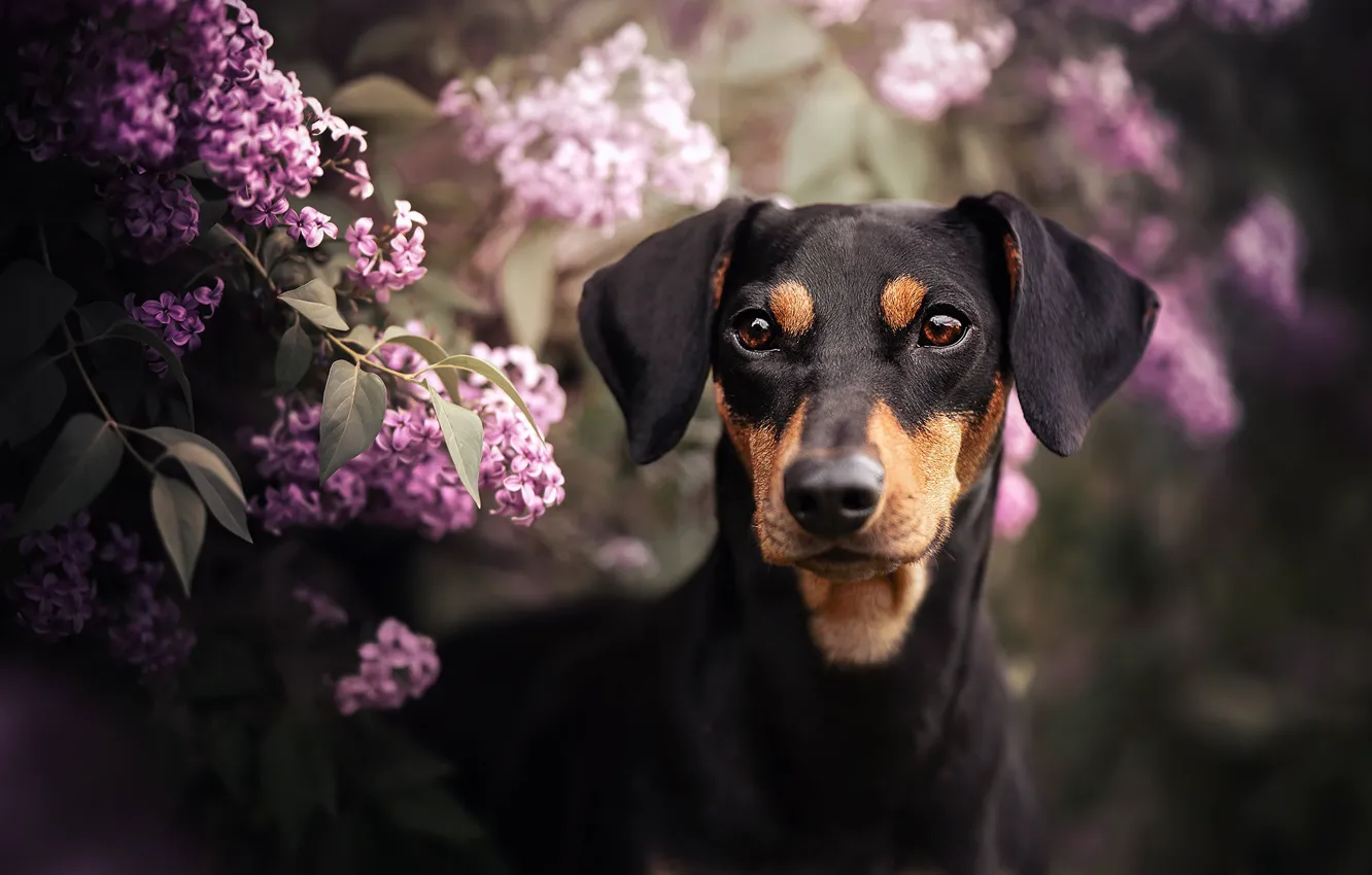 Photo wallpaper look, face, branches, dog, lilac
