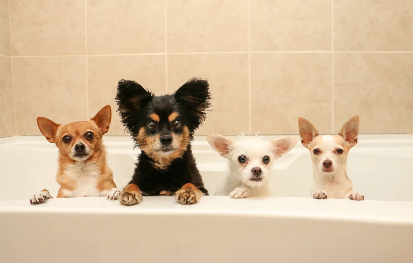 Photo wallpaper dogs, bath, Quartet, bath day