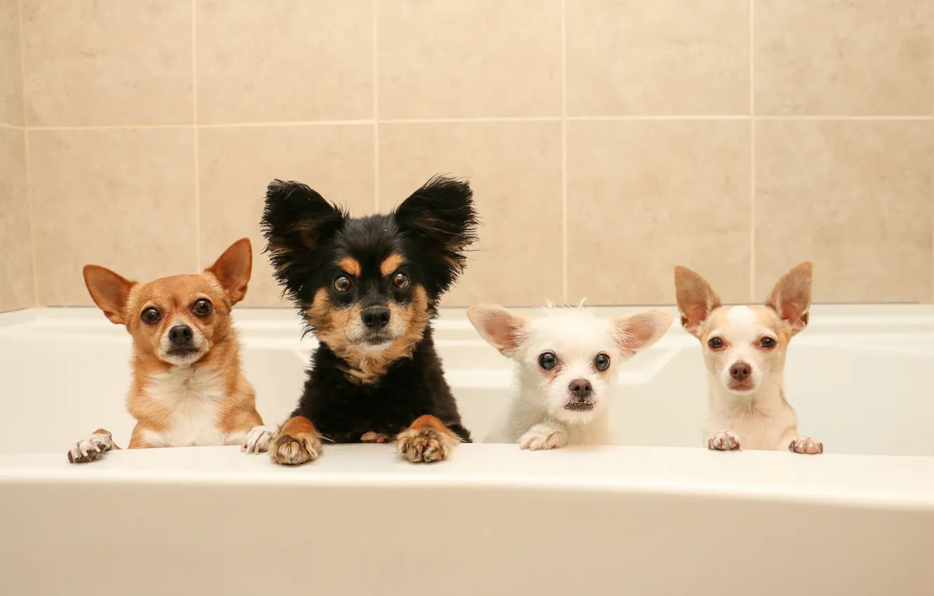 Photo wallpaper dog, bath, Quartet, bath day