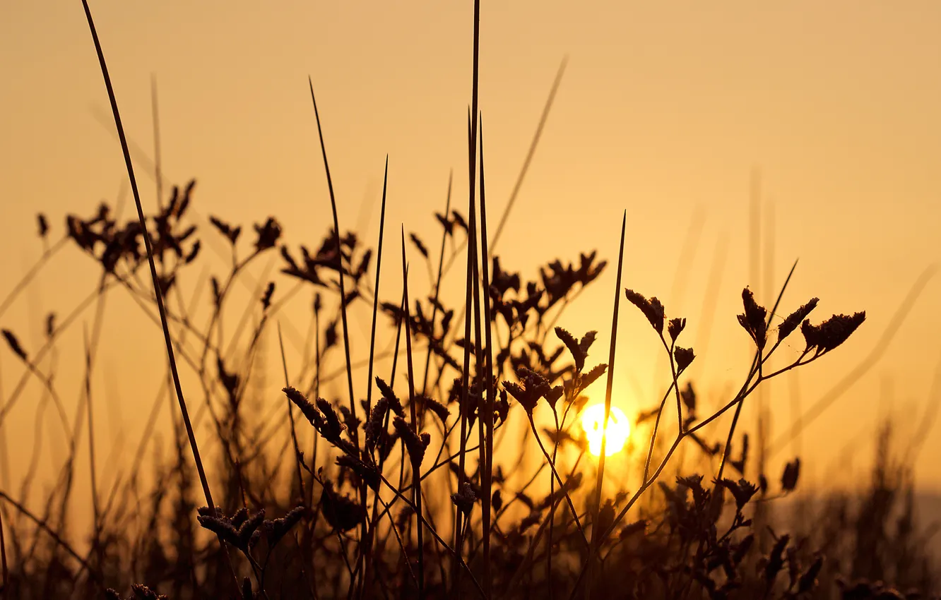 Photo wallpaper grass, sunrise, stem, the bushes
