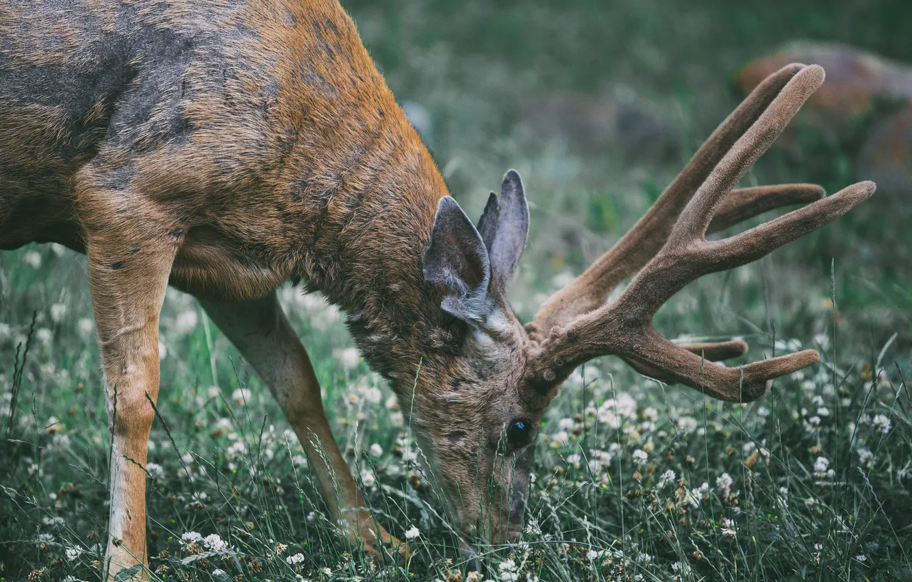 Photo wallpaper grass, animal, deer