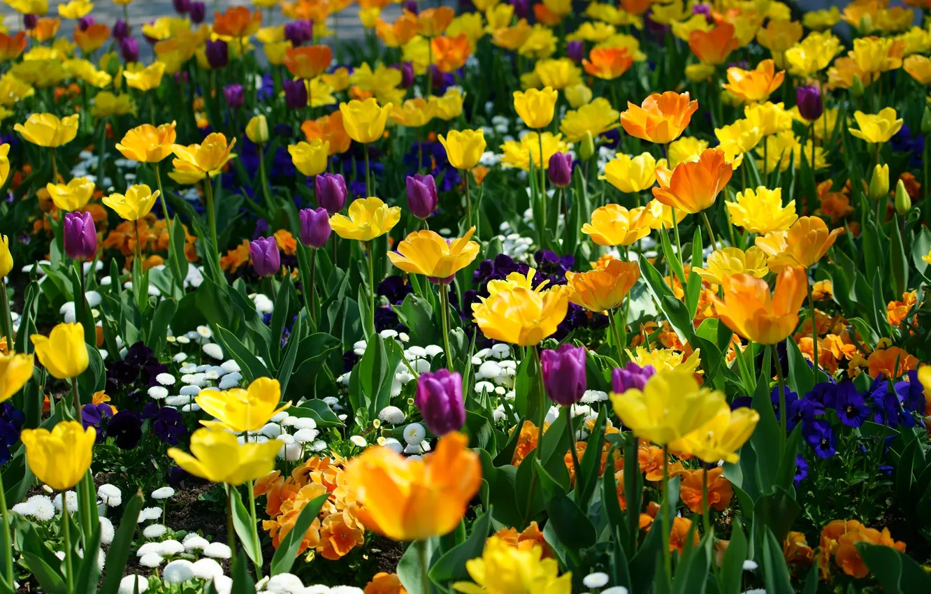 Photo wallpaper flowers, orange, blue, yellow, bright, beauty, positive, spring