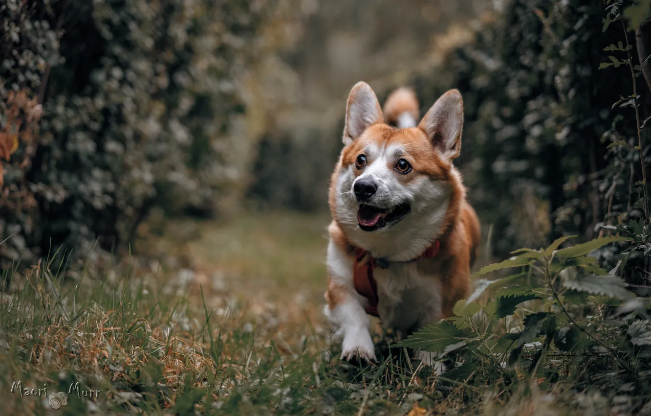 Photo wallpaper nature, dog, walk, face, Welsh Corgi