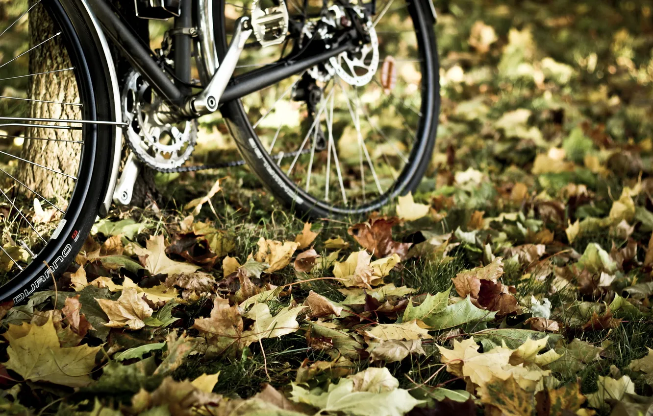 Photo wallpaper autumn, leaves, bike
