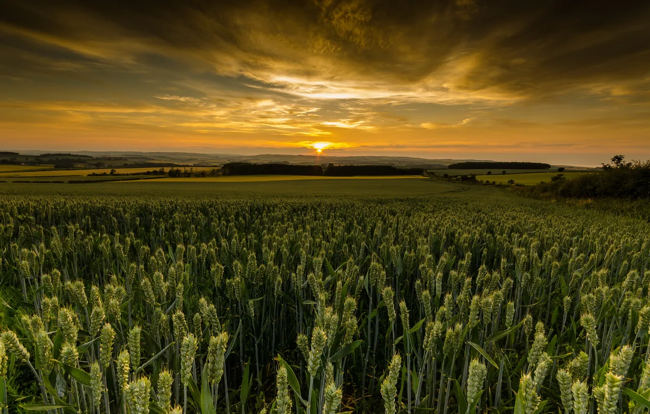 Photo wallpaper sunset, Scotland, the wheat fields. clouds