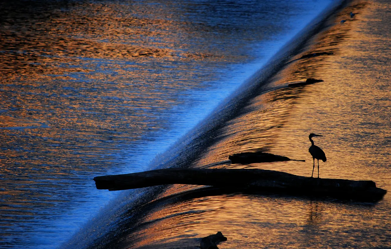 Photo wallpaper water, the sun, light, bird, the game, stream, silhouette, Heron