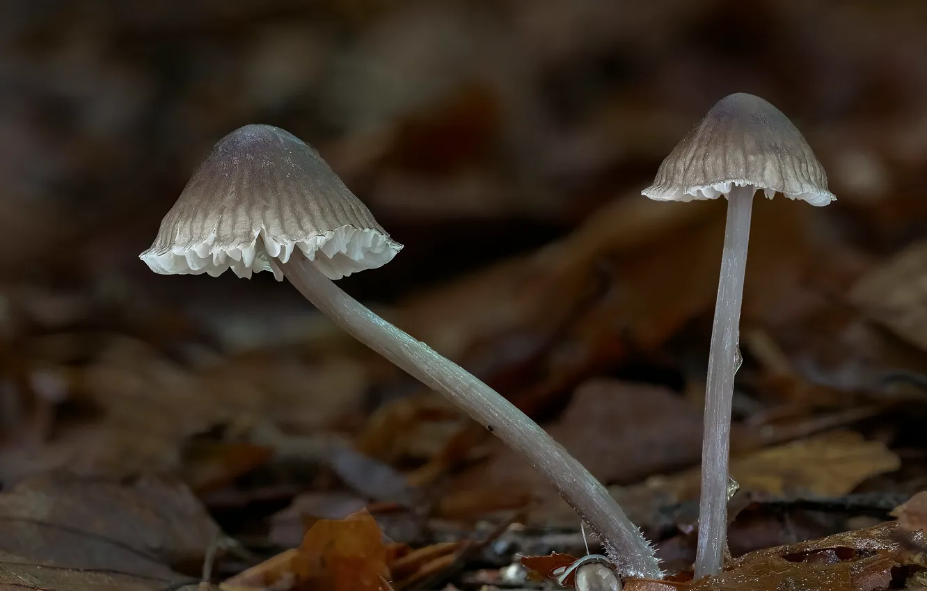 Photo wallpaper autumn, mushrooms, Beat Buetikofer