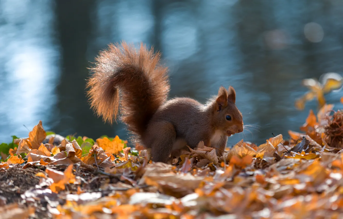 Photo wallpaper autumn, nature, pose, protein, rodent