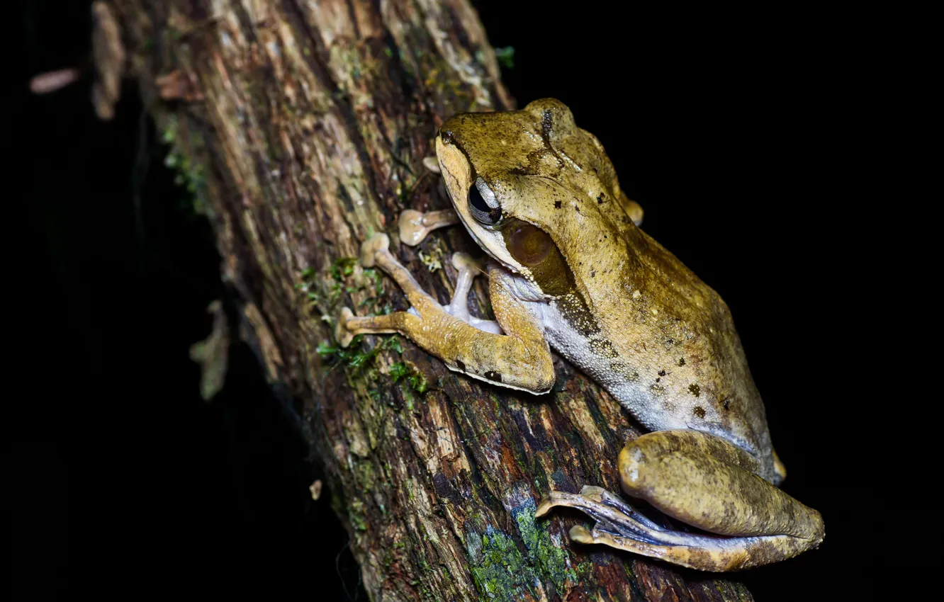Photo wallpaper macro, trees, pose, frog, bark, black background, gray-green, dendrobates