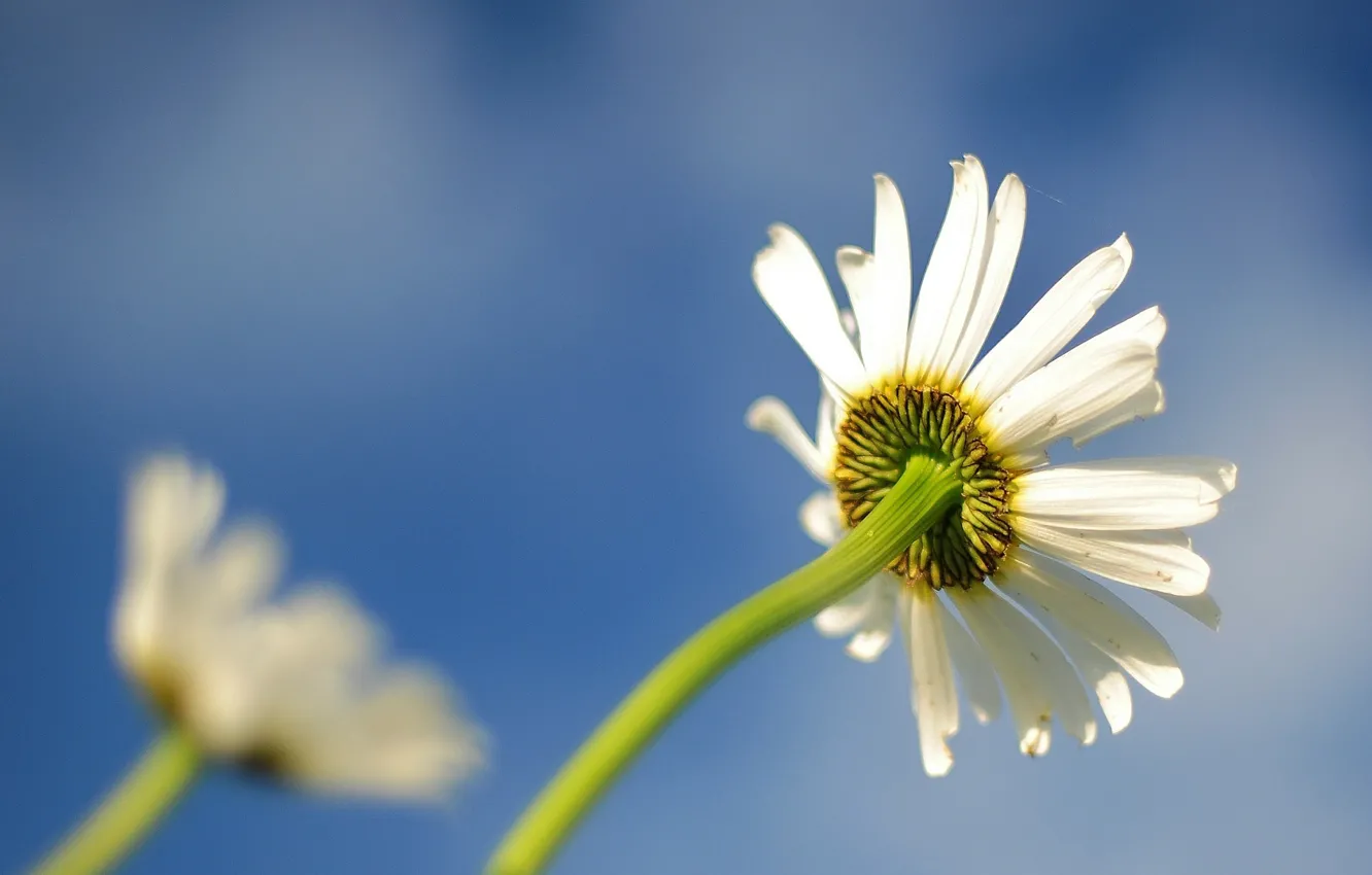Photo wallpaper flower, beautiful, daisy