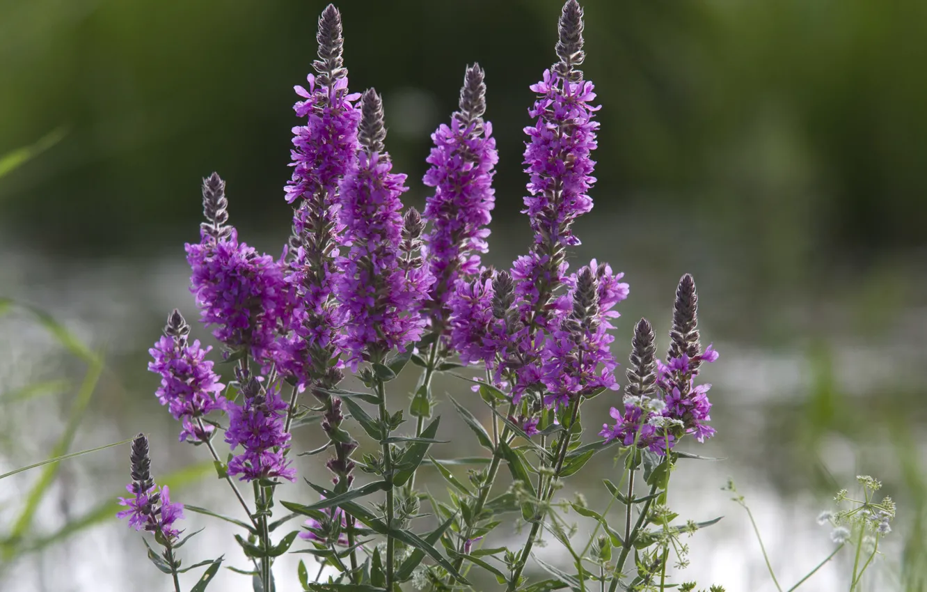 Photo wallpaper stem, inflorescence, a species of the Loosestrife, Lythrum, Lýthrum salicária, Perennial Herb, Family Grebennikova, Lythraceae