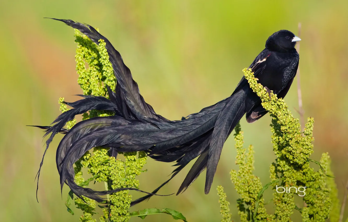 Photo wallpaper bird, tail, Long-tailed velvet weaver