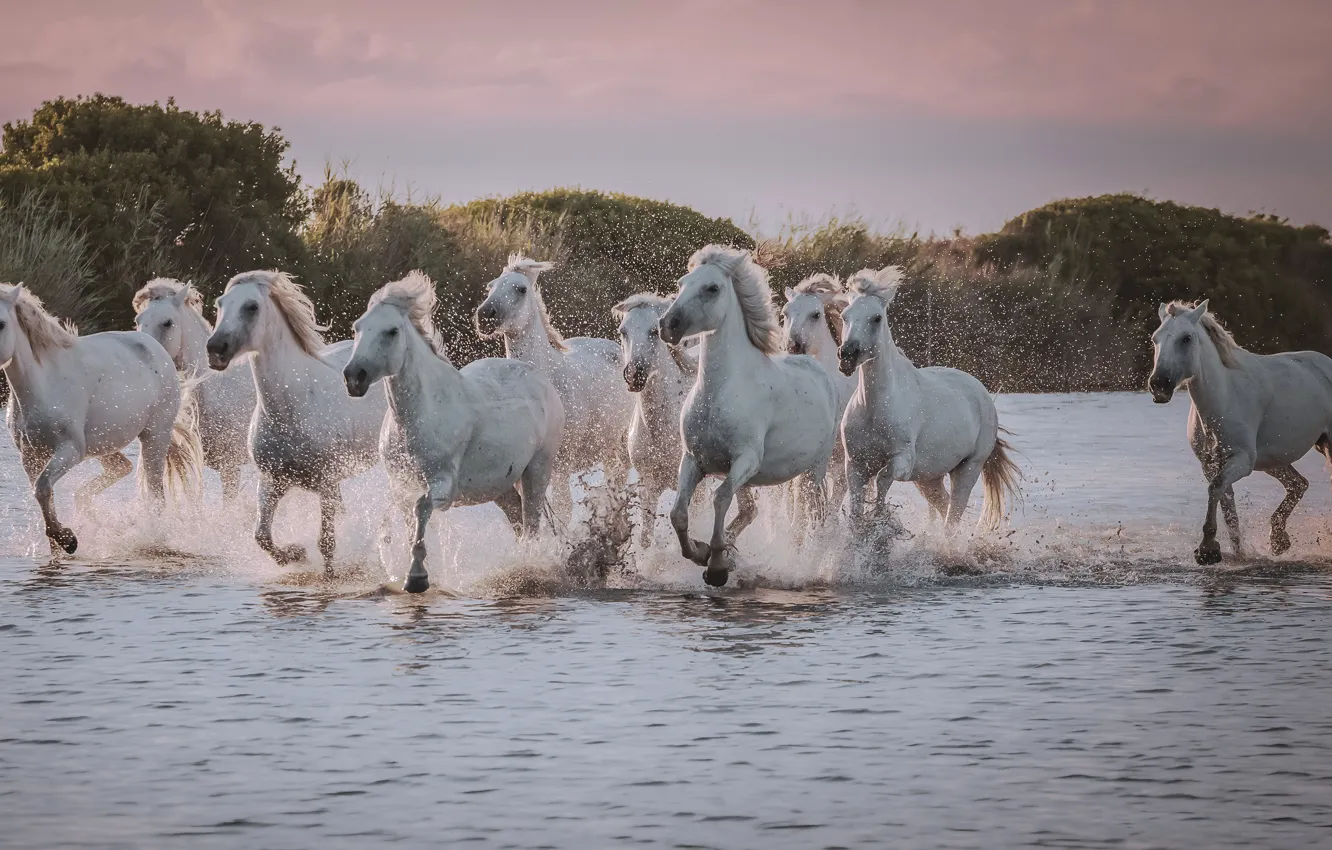 Photo wallpaper water, squirt, horse, hills, shore, horse, running, white