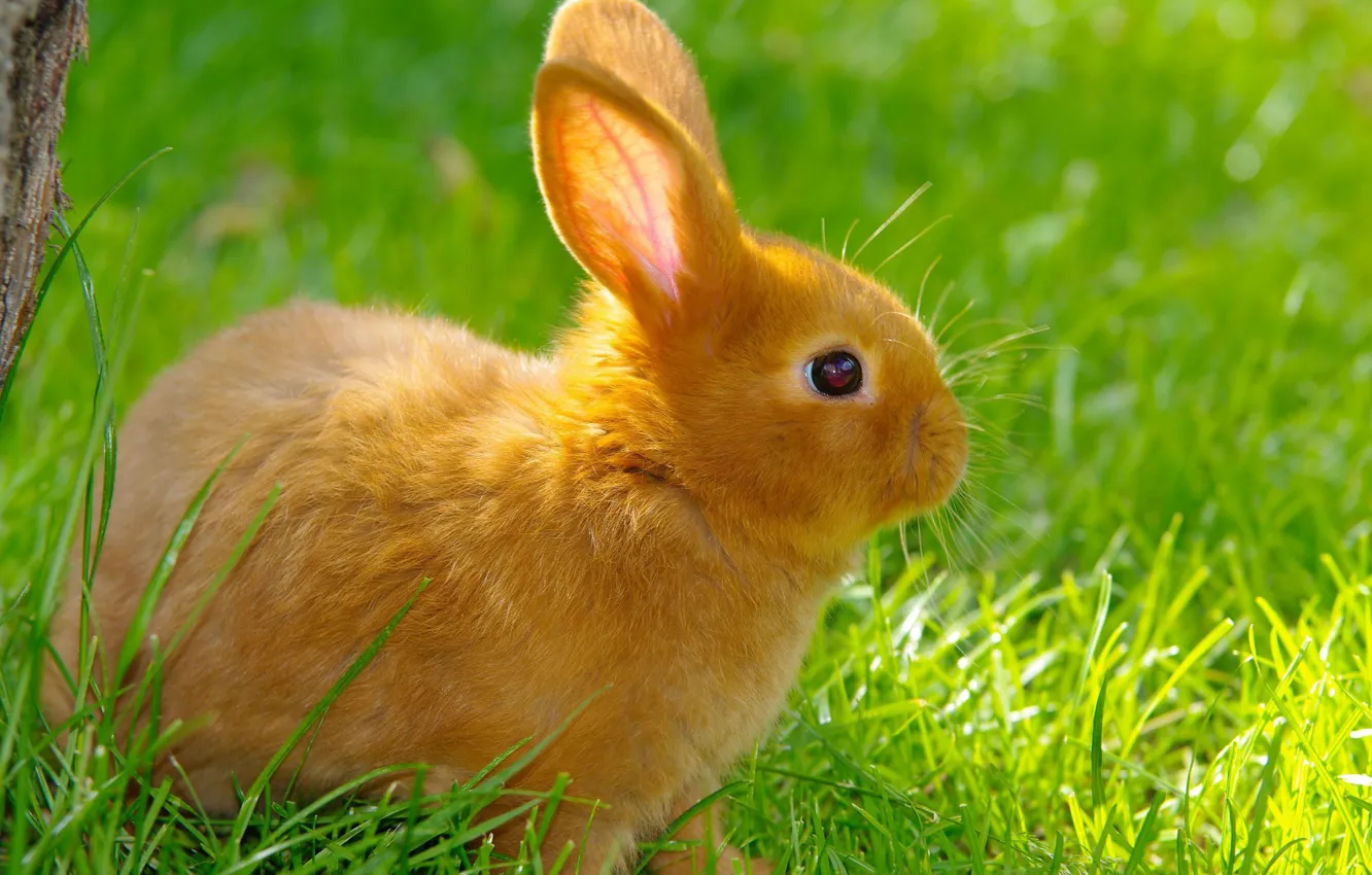 Photo wallpaper summer, grass, nature, rabbit