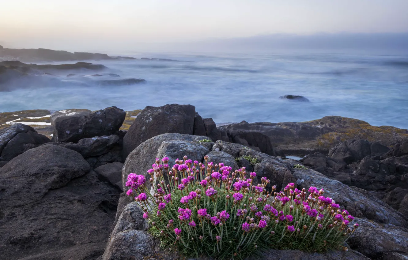 Photo wallpaper sea, wave, flowers, stones, rocks, shore